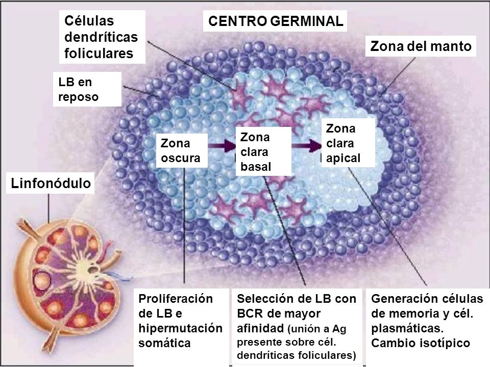 Células dendríticas foliculares CENTRO GERMINAL