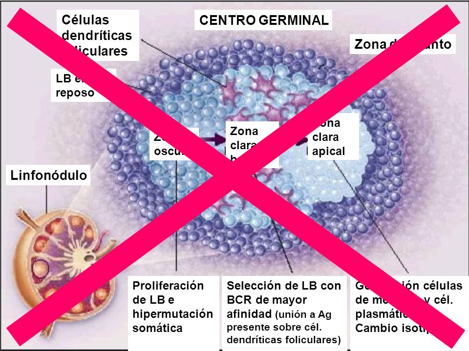 Células dendríticas foliculares CENTRO GERMINAL