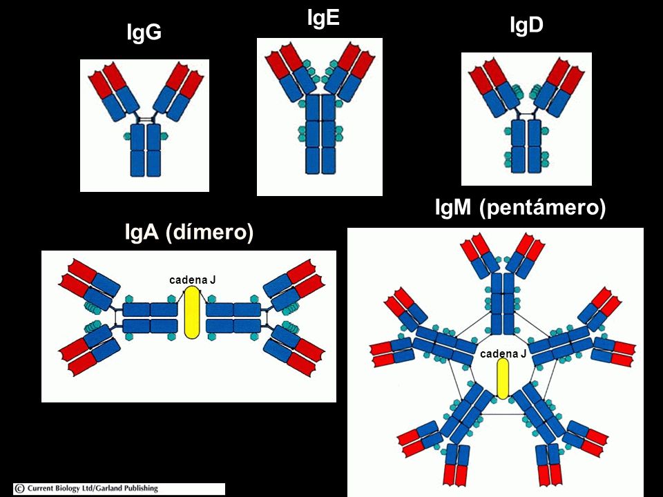 IgG IgD IgE IgM (pentámero) IgA (dímero) cadena J cadena J