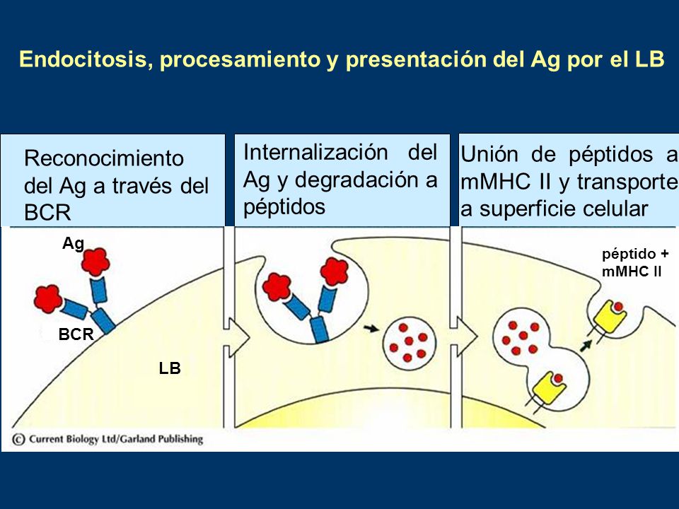 Endocitosis, procesamiento y presentación del Ag por el LB