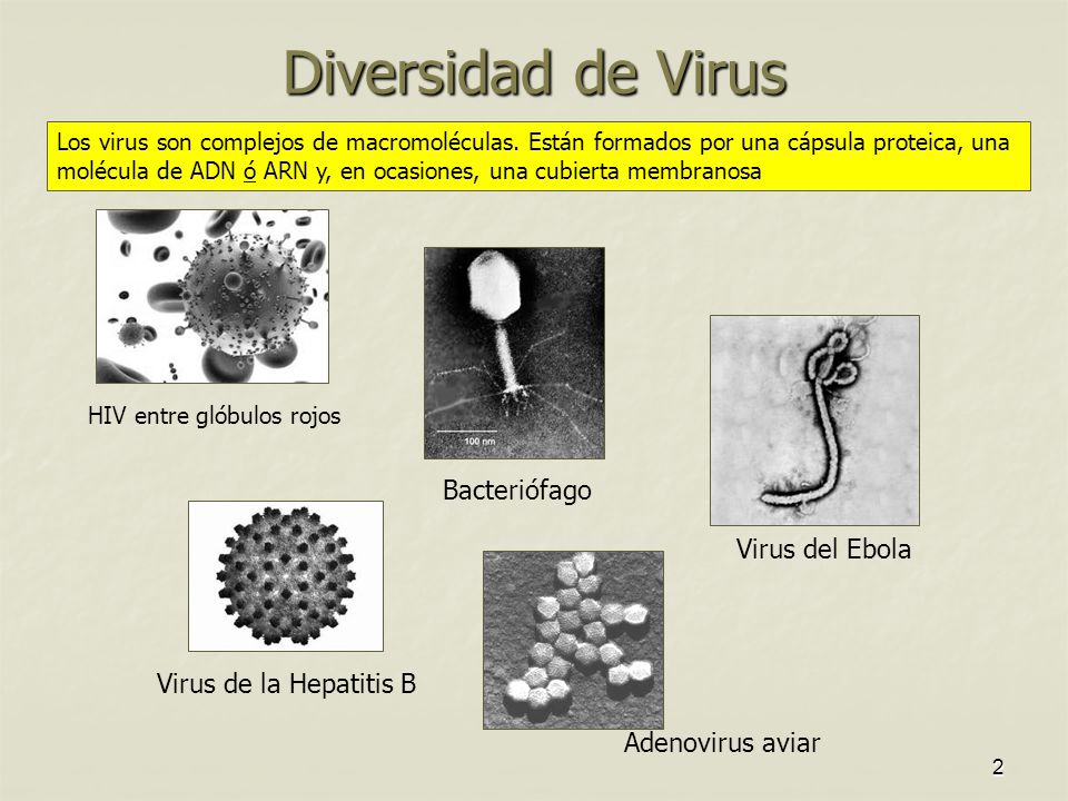 Virus, Viroides y Priones . Microscopía - ppt video online descargar
