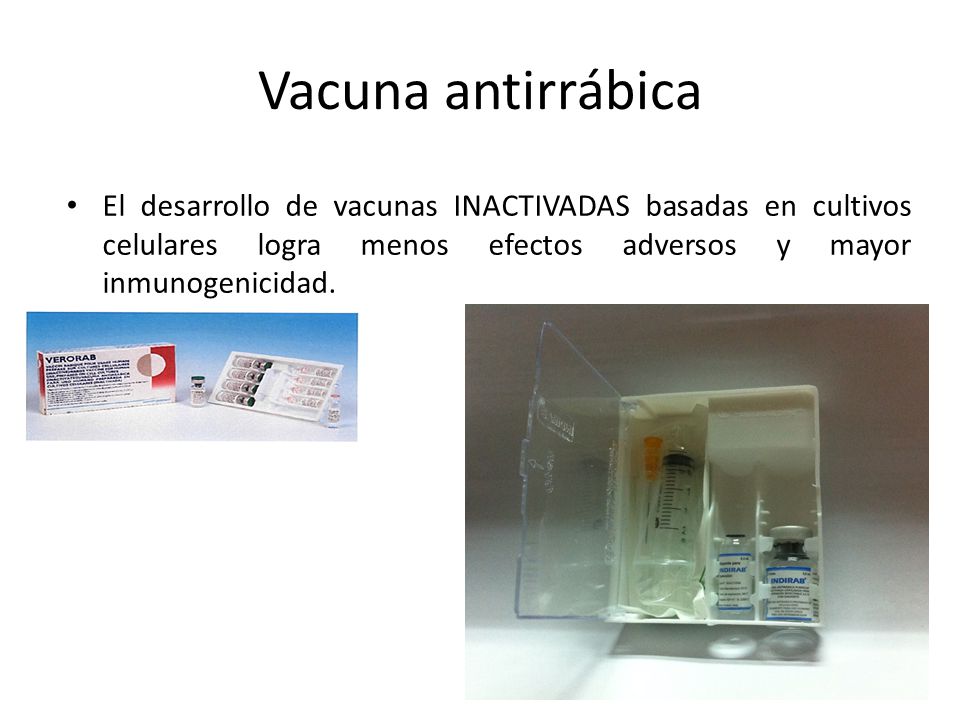 Vacuna antirrábica El desarrollo de vacunas INACTIVADAS basadas en cultivos celulares logra menos efectos adversos y mayor inmunogenicidad.