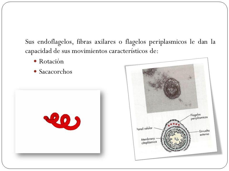 Sus endoflagelos, fibras axilares o flagelos periplasmicos le dan la capacidad de sus movimientos característicos de: