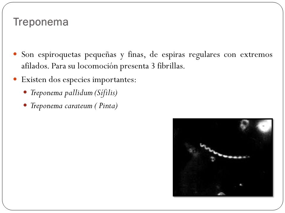 Treponema Son espiroquetas pequeñas y finas, de espiras regulares con extremos afilados. Para su locomoción presenta 3 fibrillas.