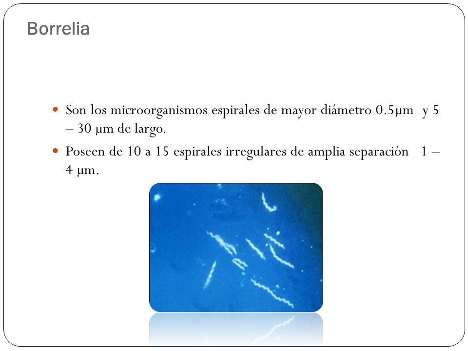 Borrelia Son los microorganismos espirales de mayor diámetro 0.5µm y 5 – 30 µm de largo.