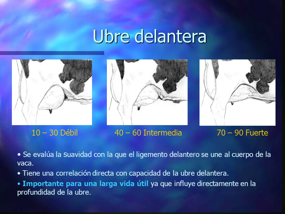 Ubre delantera 10 – 30 Débil 40 – 60 Intermedia 70 – 90 Fuerte