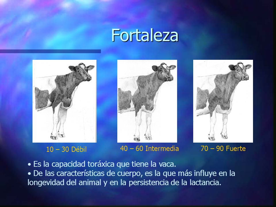 Fortaleza Es la capacidad toráxica que tiene la vaca.