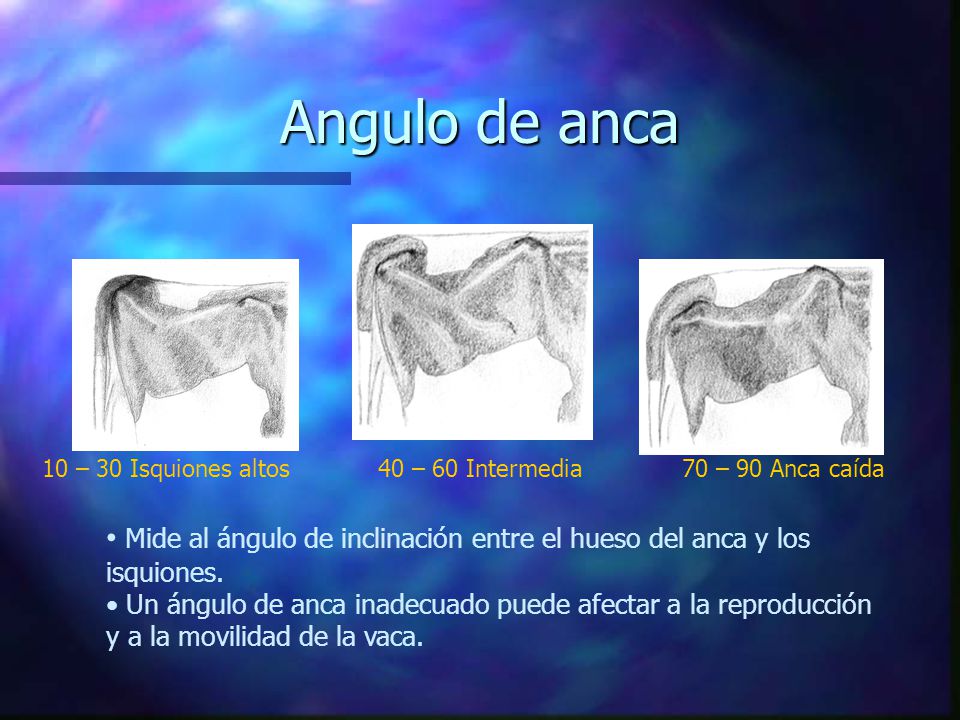 Angulo de anca 10 – 30 Isquiones altos. 40 – 60 Intermedia. 70 – 90 Anca caída.