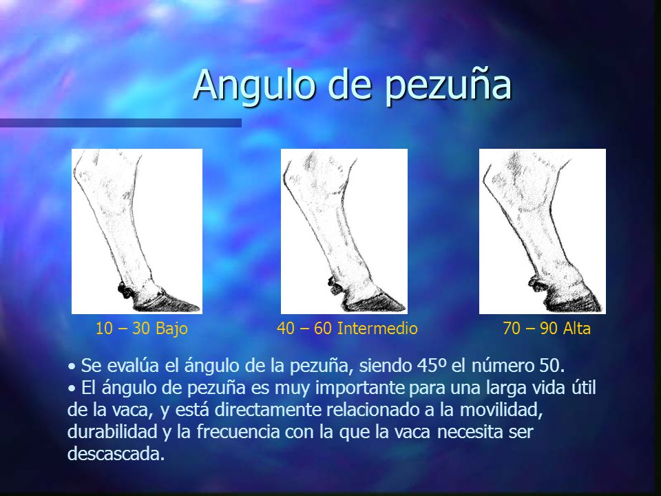 Angulo de pezuña 10 – 30 Bajo. 40 – 60 Intermedio. 70 – 90 Alta. Se evalúa el ángulo de la pezuña, siendo 45º el número 50.