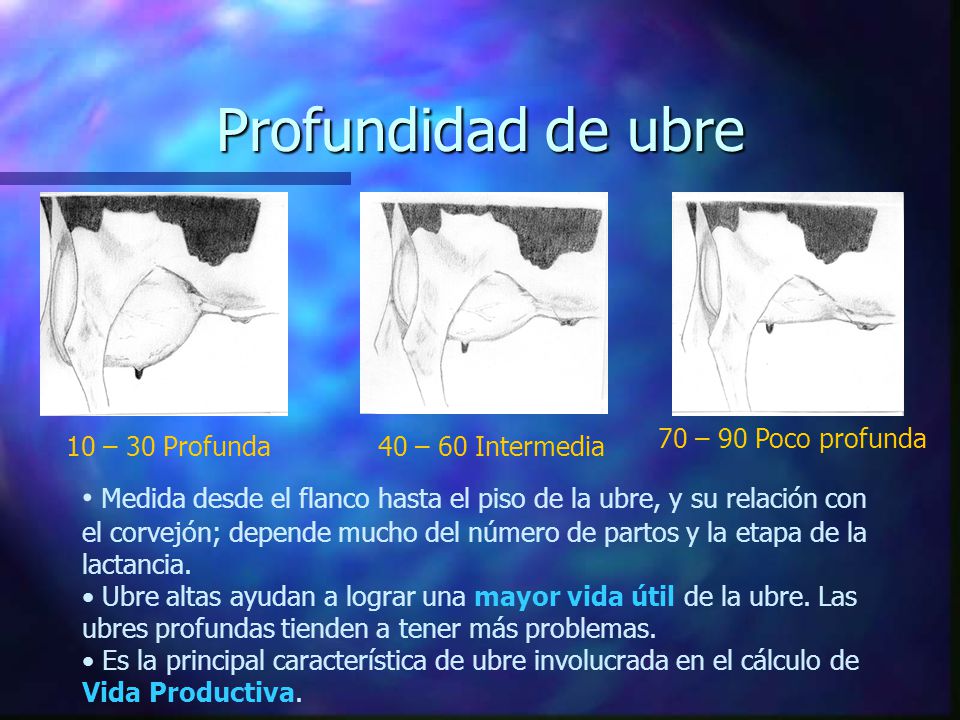 Profundidad de ubre 70 – 90 Poco profunda. 10 – 30 Profunda. 40 – 60 Intermedia.