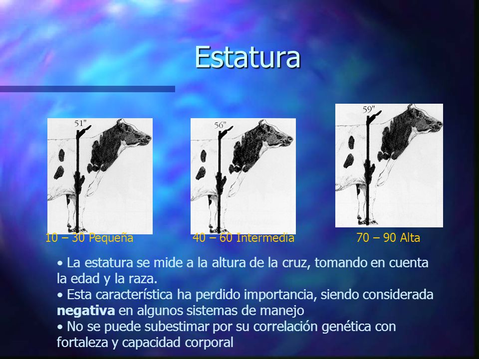Estatura 10 – 30 Pequeña. 40 – 60 Intermedia. 70 – 90 Alta. La estatura se mide a la altura de la cruz, tomando en cuenta la edad y la raza.