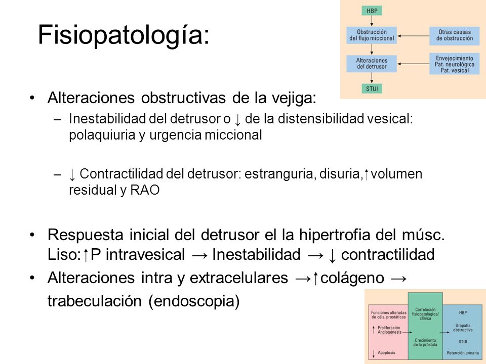 hiperplasia benigna de prostata fisiopatologia pdf