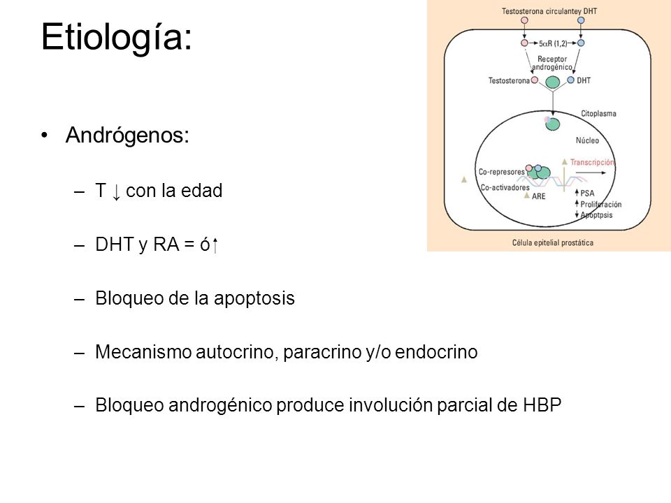 Etiología: Andrógenos: T ↓ con la edad DHT y RA = ó ⁭