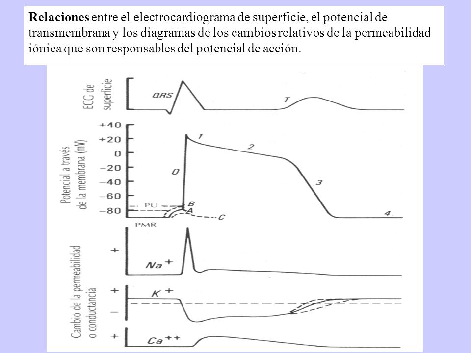 Relaciones entre el electrocardiograma de superficie, el potencial de transmembrana y los diagramas de los cambios relativos de la permeabilidad iónica que son responsables del potencial de acción.