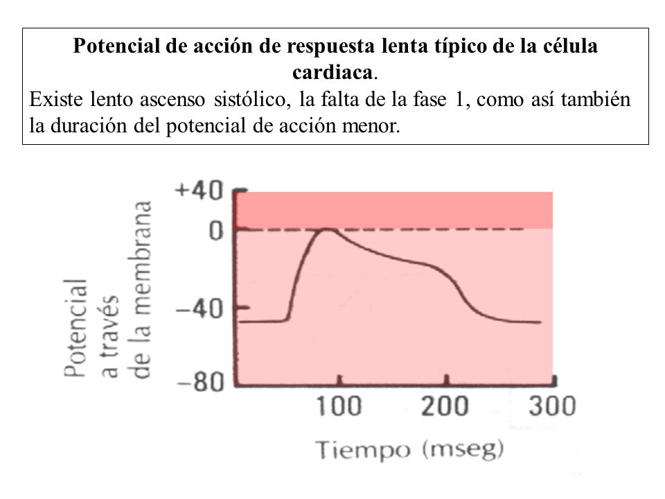 Potencial de acción de respuesta lenta típico de la célula cardiaca.
