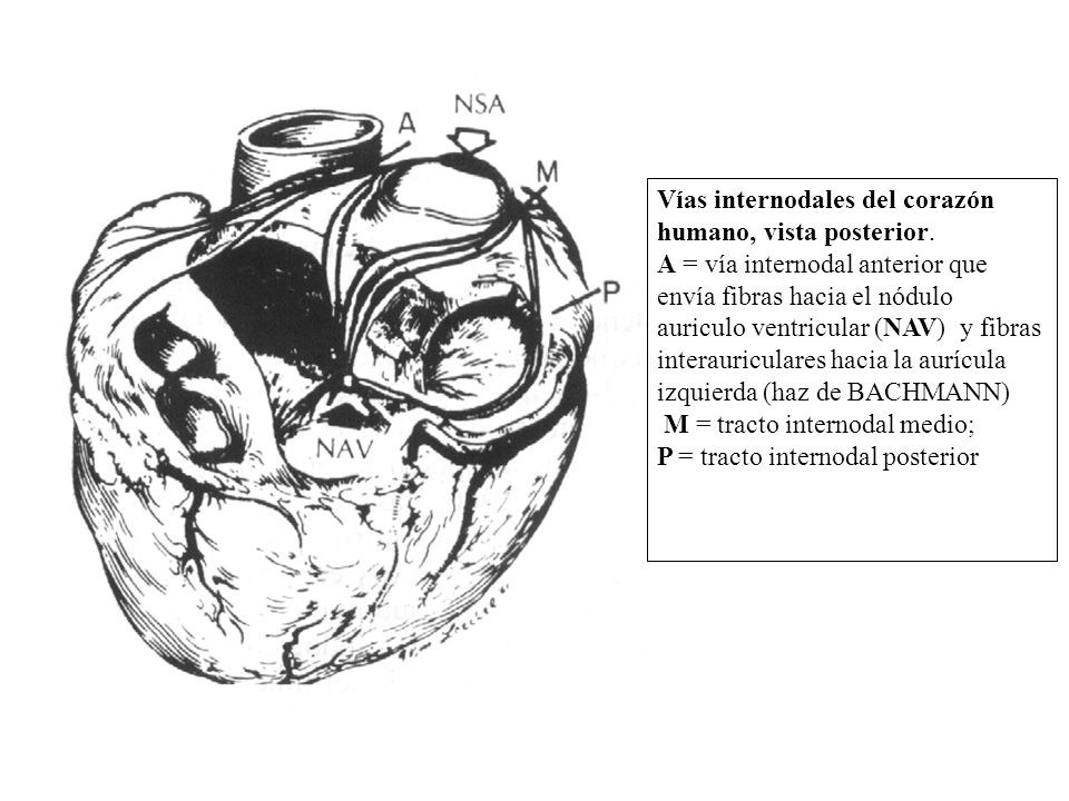 Vías internodales del corazón humano, vista posterior.