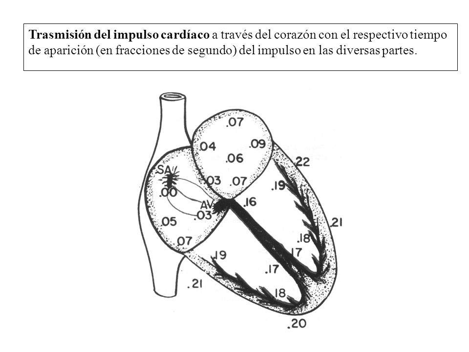 Trasmisión del impulso cardíaco a través del corazón con el respectivo tiempo de aparición (en fracciones de segundo) del impulso en las diversas partes.
