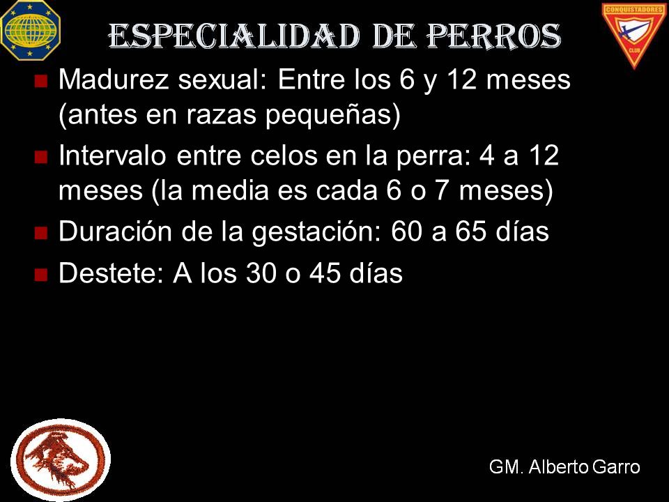 Madurez sexual: Entre los 6 y 12 meses (antes en razas pequeñas)