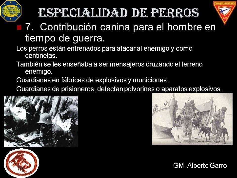 7. Contribución canina para el hombre en tiempo de guerra.