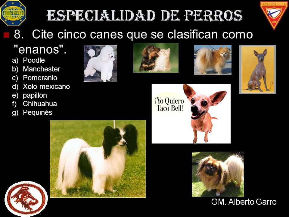 8. Cite cinco canes que se clasifican como enanos .