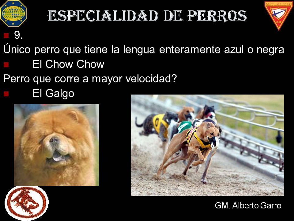 9. Único perro que tiene la lengua enteramente azul o negra. El Chow Chow. Perro que corre a mayor velocidad