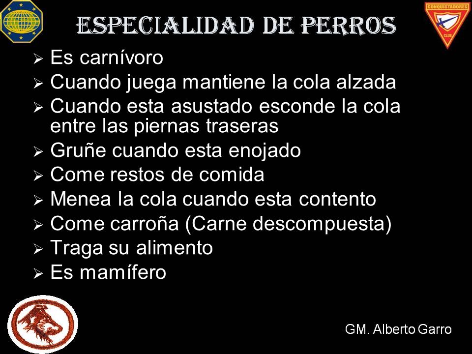 Es carnívoro Cuando juega mantiene la cola alzada. Cuando esta asustado esconde la cola entre las piernas traseras.