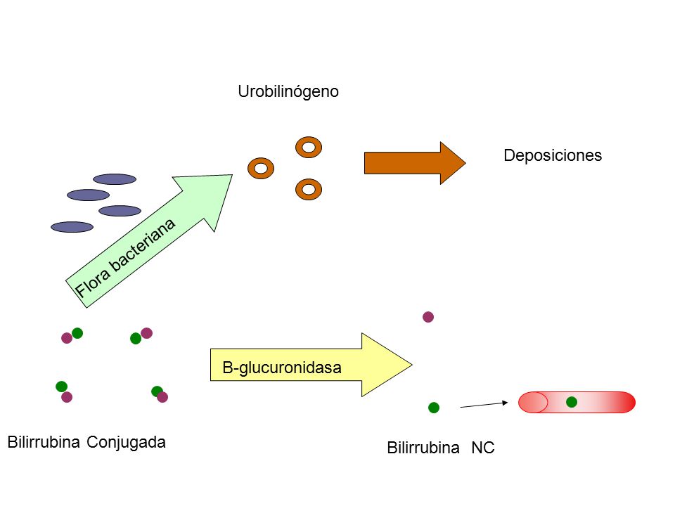 Urobilinógeno Deposiciones Flora bacteriana B-glucuronidasa Bilirrubina Conjugada Bilirrubina NC