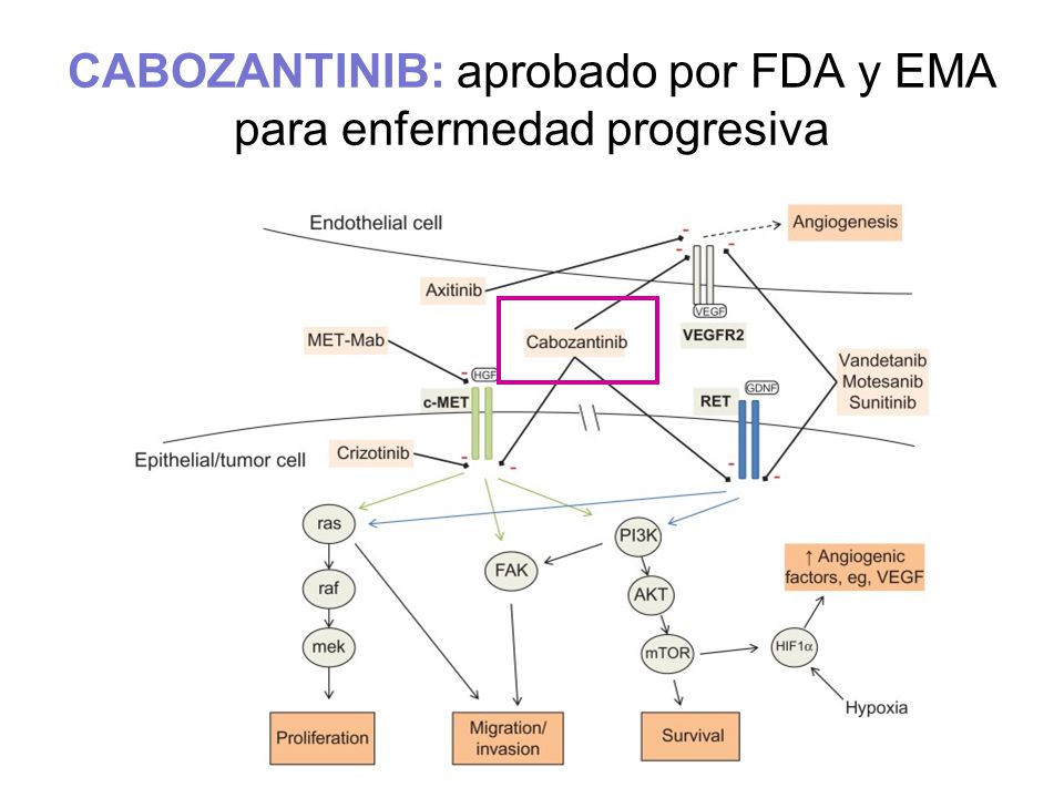 CABOZANTINIB: aprobado por FDA y EMA para enfermedad progresiva
