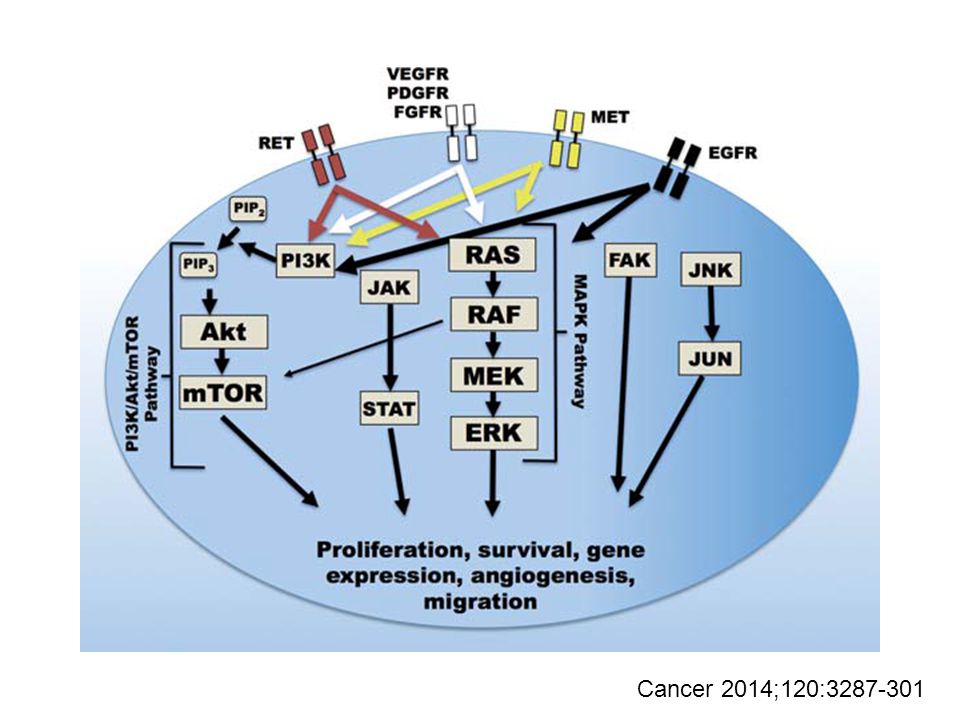 El conocimiento molecular de la enfermedad ha permitido el desarrollo terapético en los ultimos años. En la patogénesis de ambas formas de tumor medular de tiroides intervienen distintos receptores de membrana (los no RET, sobrexpresados), entre los que destaca el codificado por el oncogen RET mutado, que activaran las vias de señalizacion: PI3k, JAK, MAPK con el resultado final de estimular la proliferación, supervivencia celular, angiogénesis y migracion del tumor.