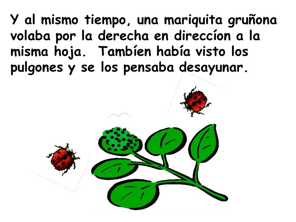 Y al mismo tiempo, una mariquita gruñona volaba por la derecha en direccíon a la misma hoja.
