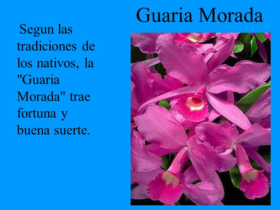 Guaria Morada Segun las tradiciones de los nativos, la Guaria Morada trae fortuna y buena suerte.