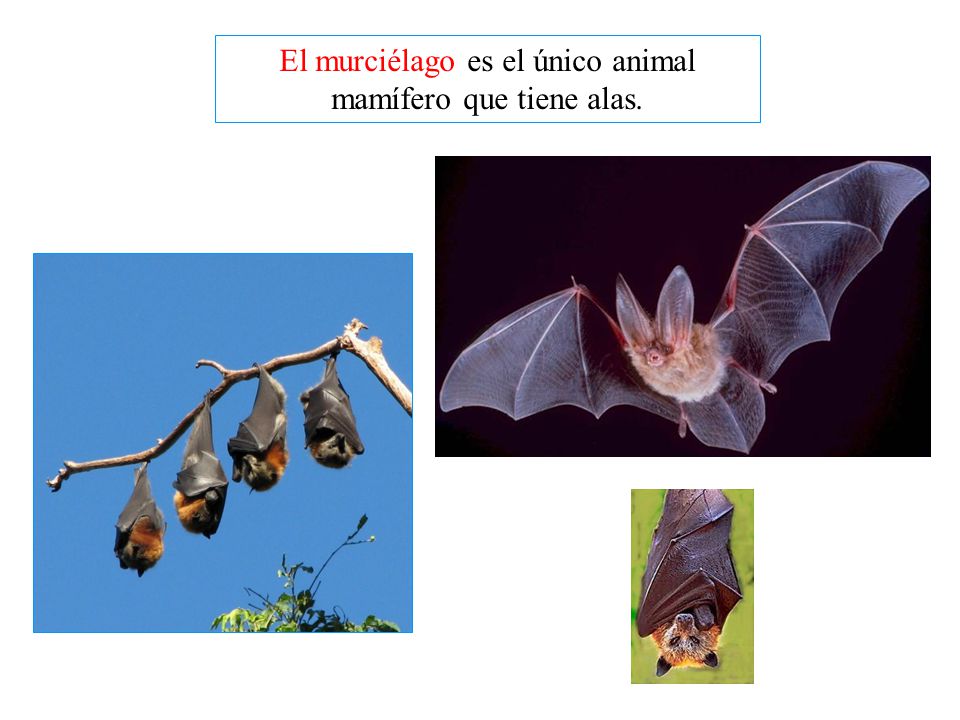 El murciélago es el único animal mamífero que tiene alas.