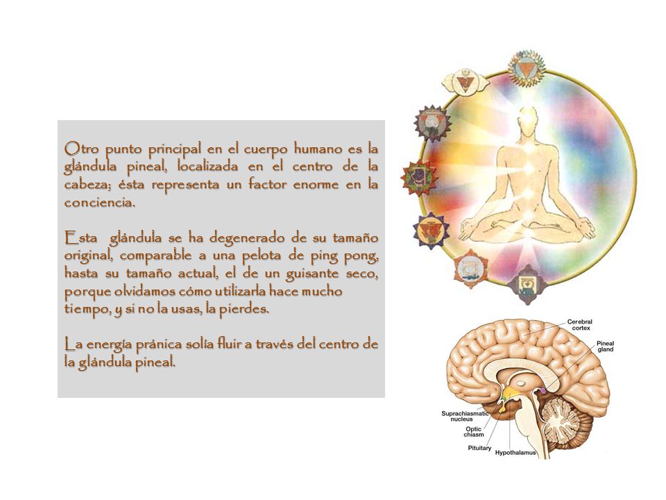 Otro punto principal en el cuerpo humano es la glándula pineal, localizada en el centro de la cabeza; ésta representa un factor enorme en la conciencia.