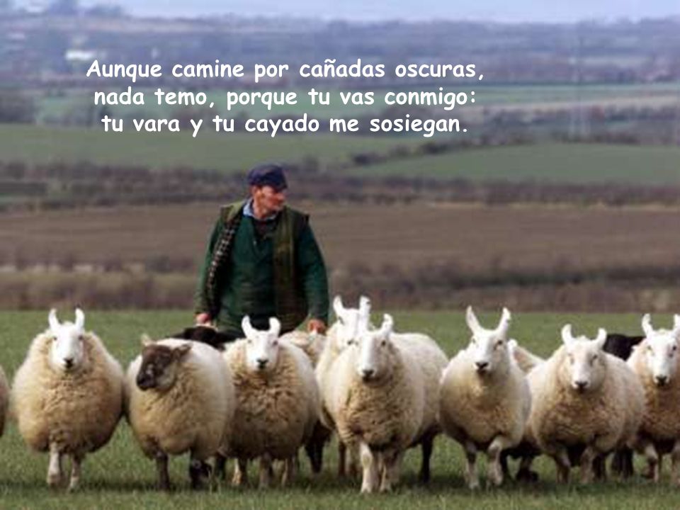 Aunque camine por cañadas oscuras, nada temo, porque tu vas conmigo: tu vara y tu cayado me sosiegan.