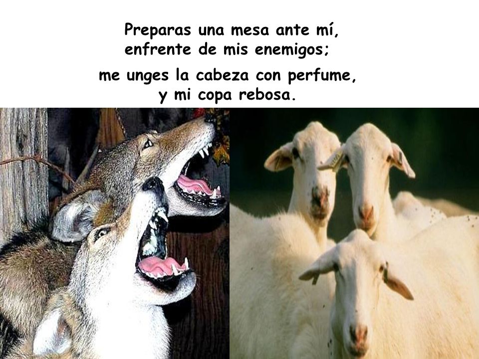 me unges la cabeza con perfume, y mi copa rebosa.