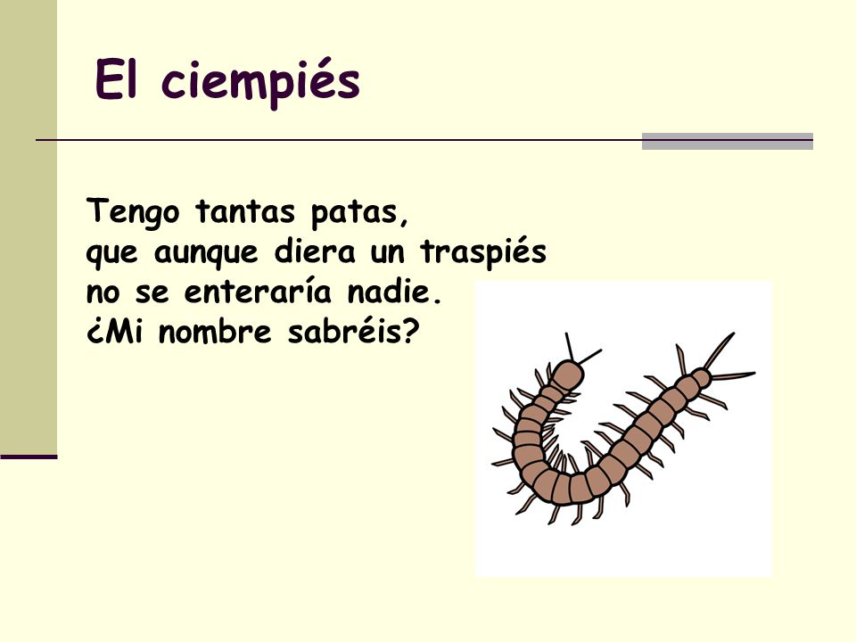 El ciempiés Tengo tantas patas, que aunque diera un traspiés