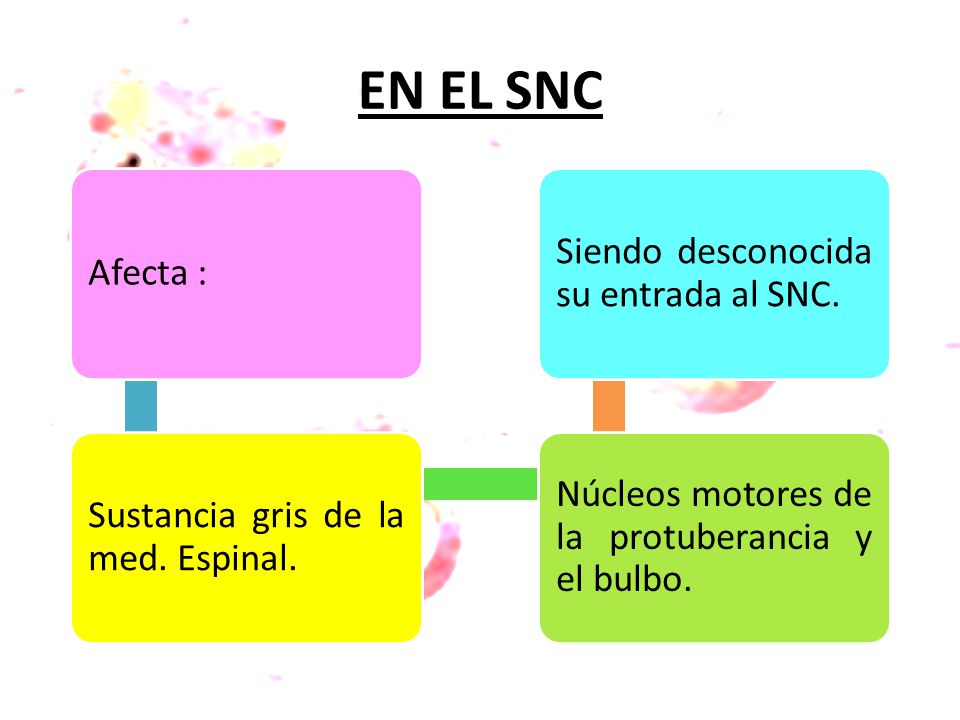 EN EL SNC Siendo desconocida su entrada al SNC. Afecta :