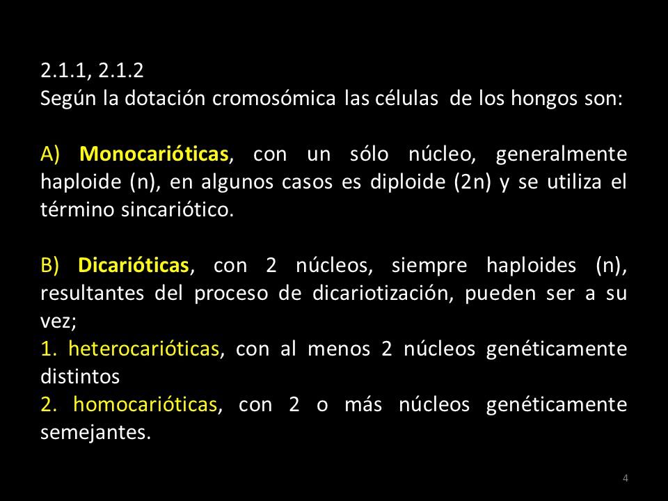 2.1.1, Según la dotación cromosómica las células de los hongos son: