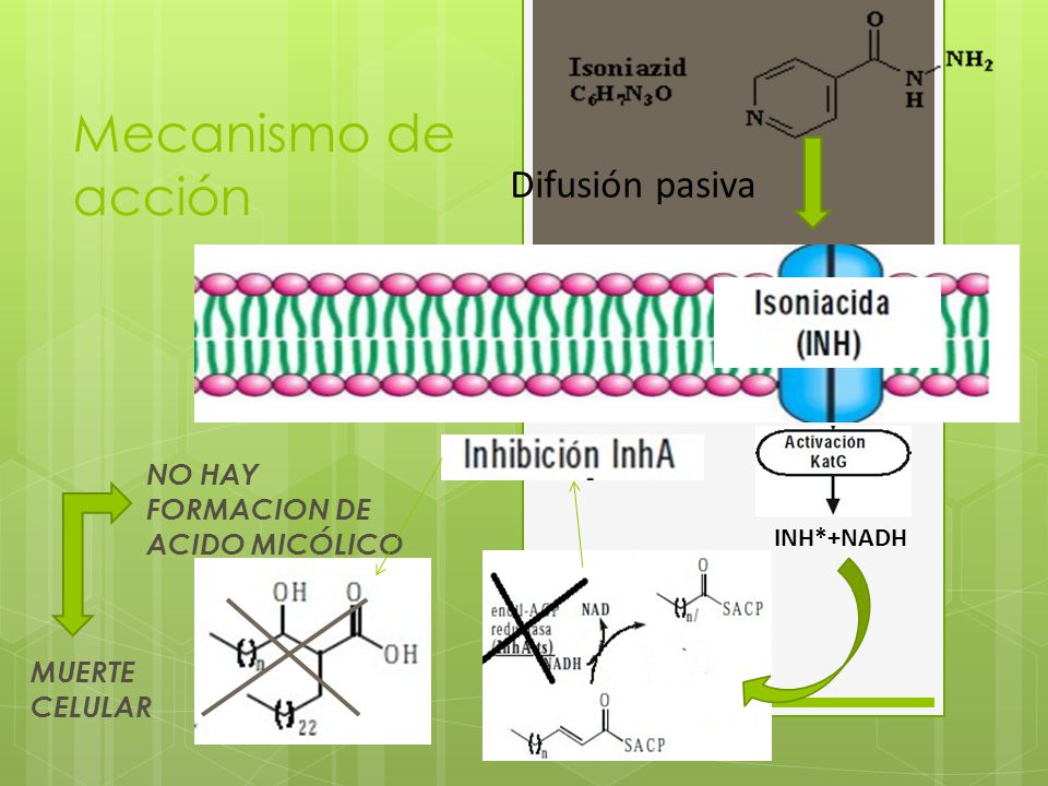 Mecanismo de acción Difusión pasiva NO HAY FORMACION DE ACIDO MICÓLICO