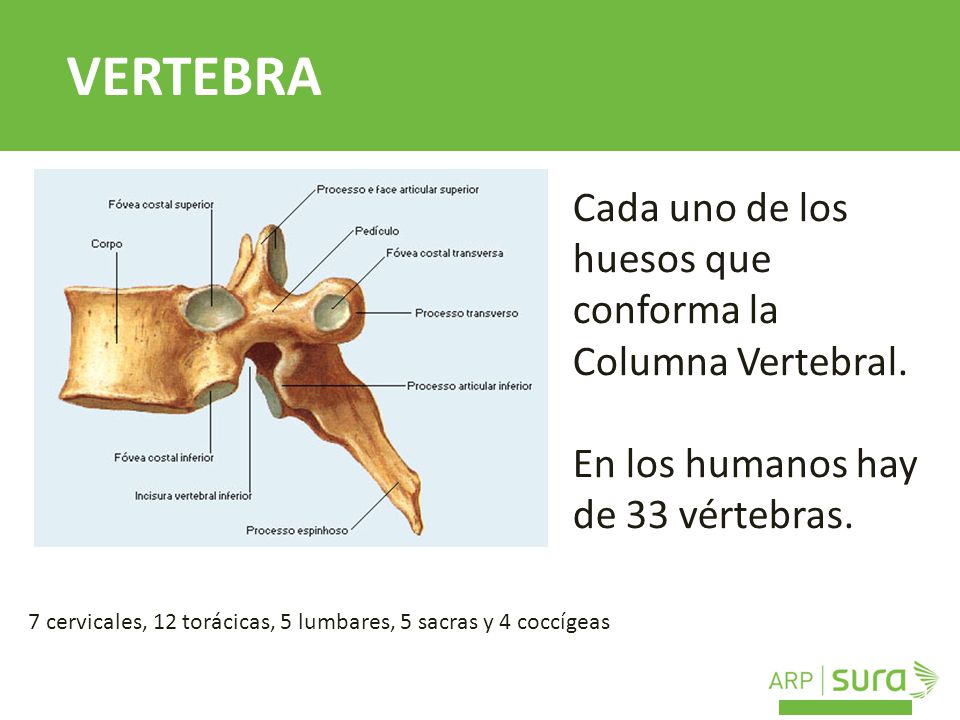 VERTEBRA Cada uno de los huesos que conforma la Columna Vertebral.
