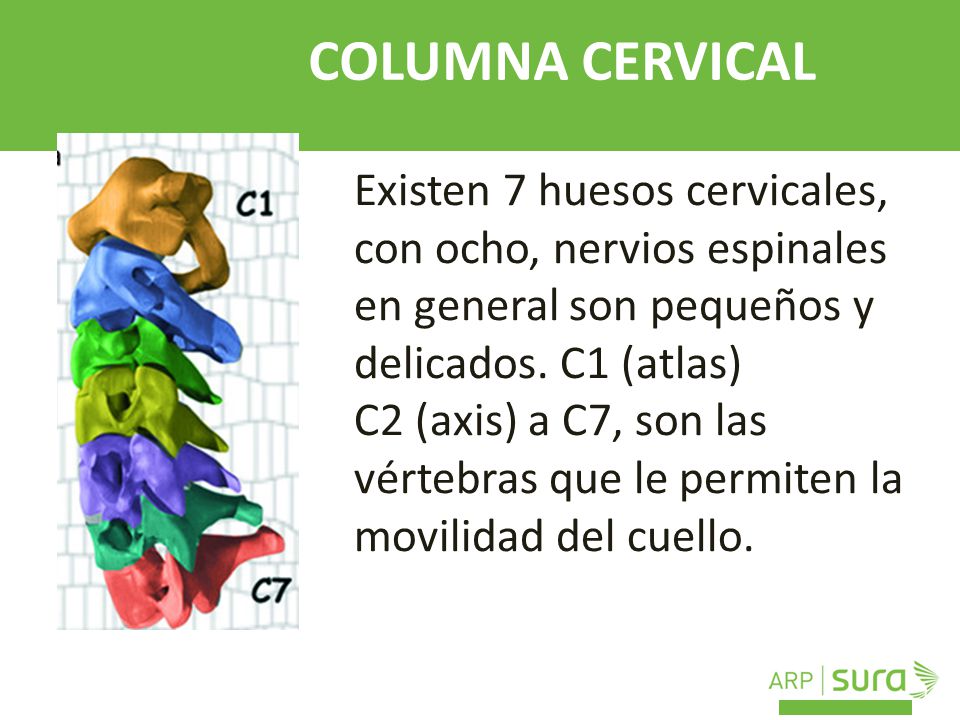 COLUMNA CERVICAL Existen 7 huesos cervicales, con ocho, nervios espinales en general son pequeños y delicados. C1 (atlas)