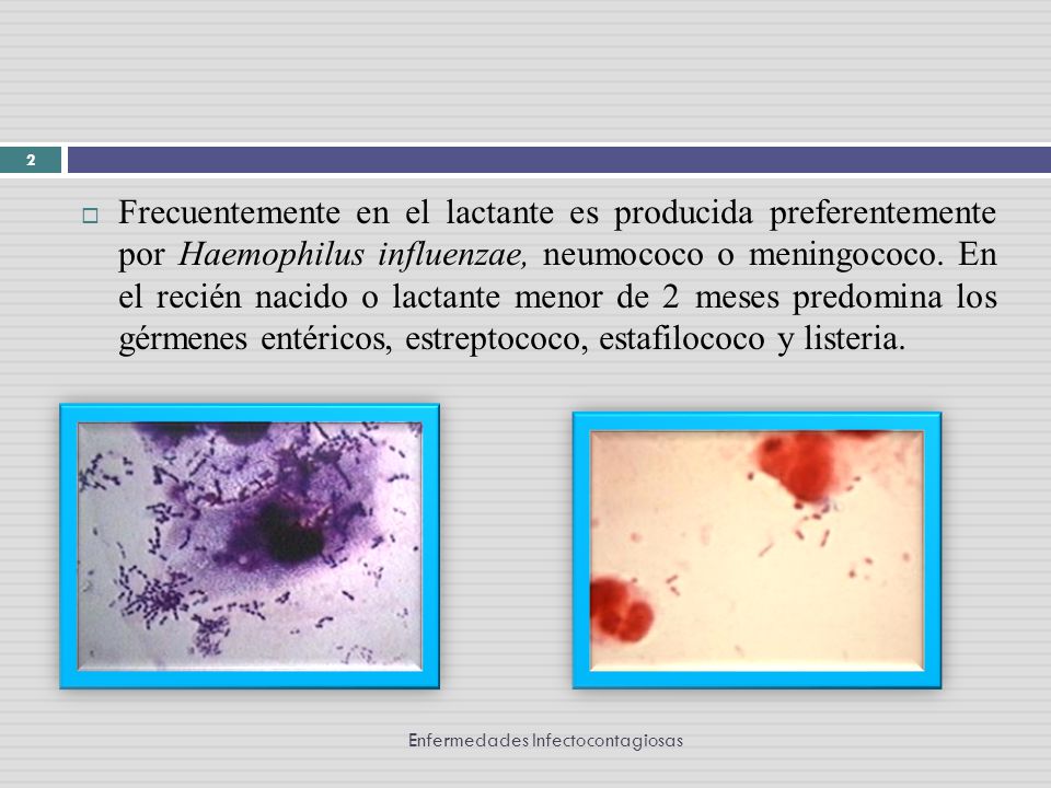 Frecuentemente en el lactante es producida preferentemente por Haemophilus influenzae, neumococo o meningococo. En el recién nacido o lactante menor de 2 meses predomina los gérmenes entéricos, estreptococo, estafilococo y listeria.