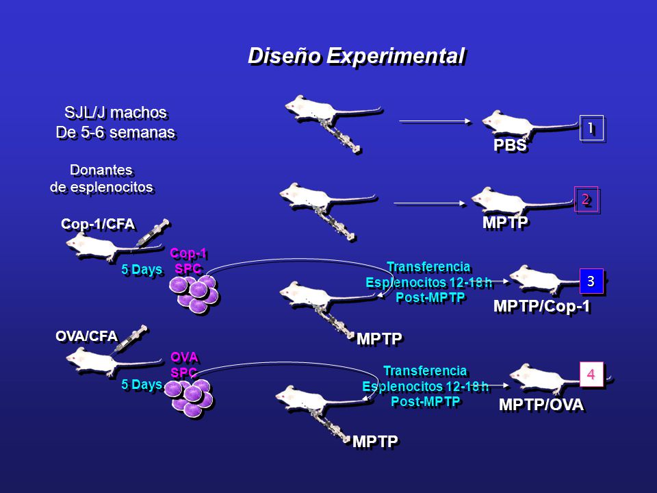 Diseño Experimental SJL/J machos De 5-6 semanas PBS MPTP/Cop-1 MPTP