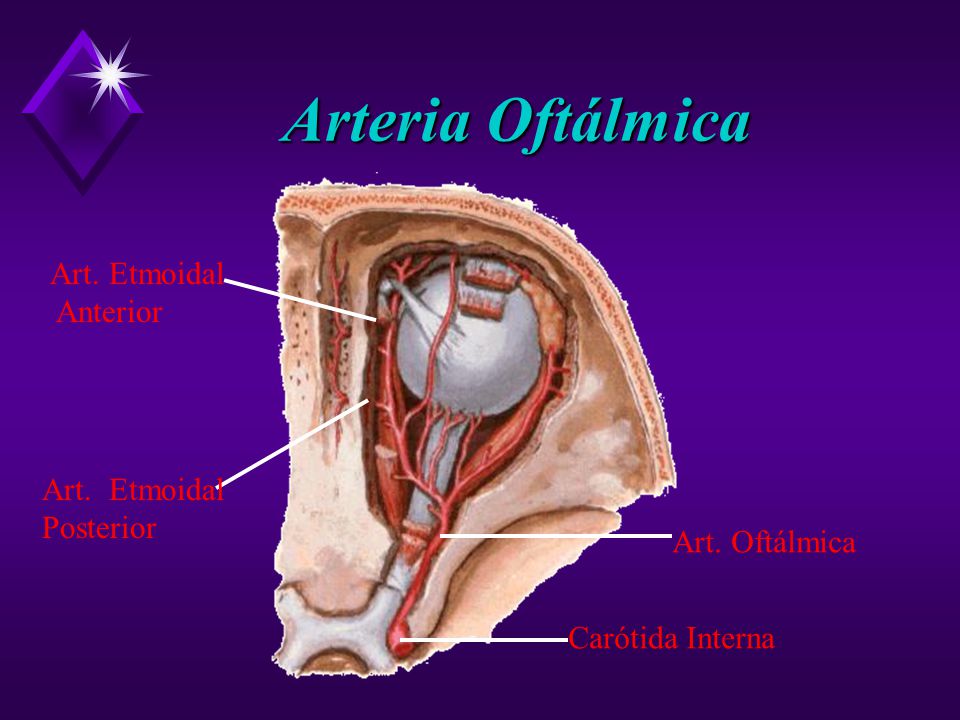 Arteria Oftálmica Art. Etmoidal Anterior Art. Etmoidal Posterior