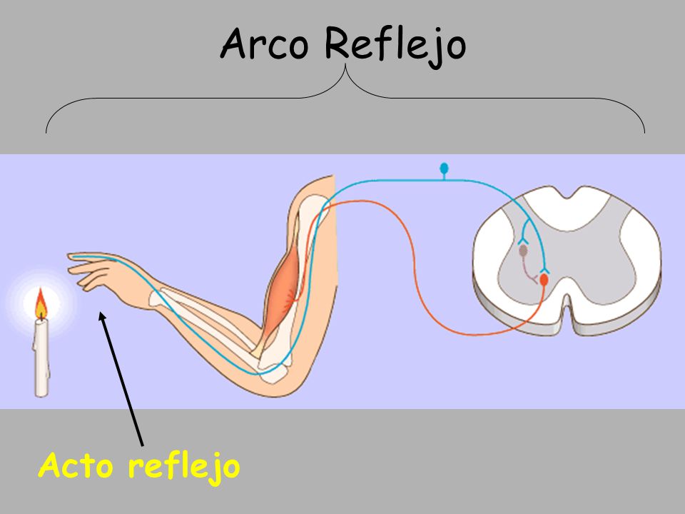 Arco Reflejo Acto reflejo