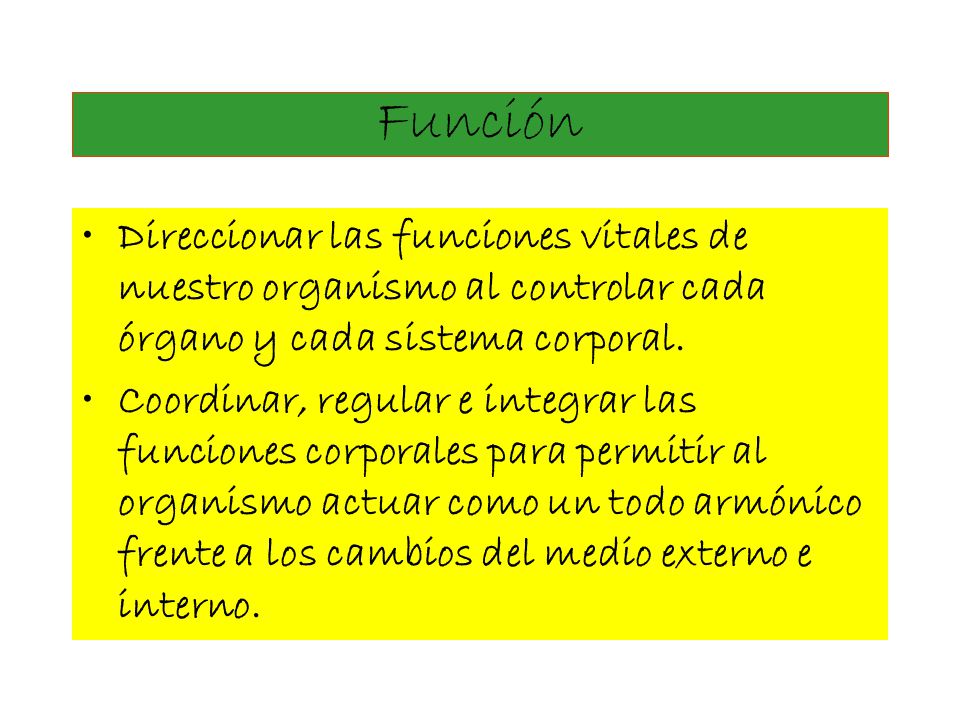 Función Direccionar las funciones vitales de nuestro organismo al controlar cada órgano y cada sistema corporal.