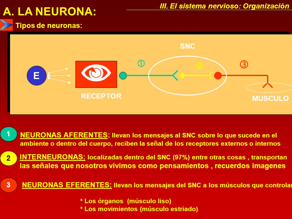  A. LA NEURONA:    E III. El sistema nervioso: Organización