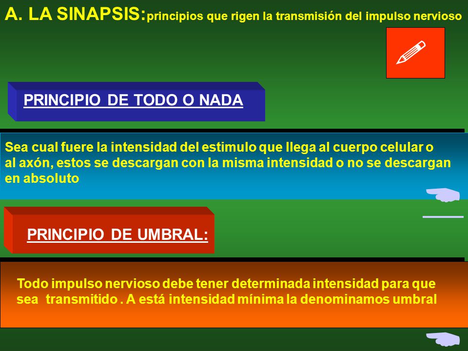A. LA SINAPSIS:principios que rigen la transmisión del impulso nervioso