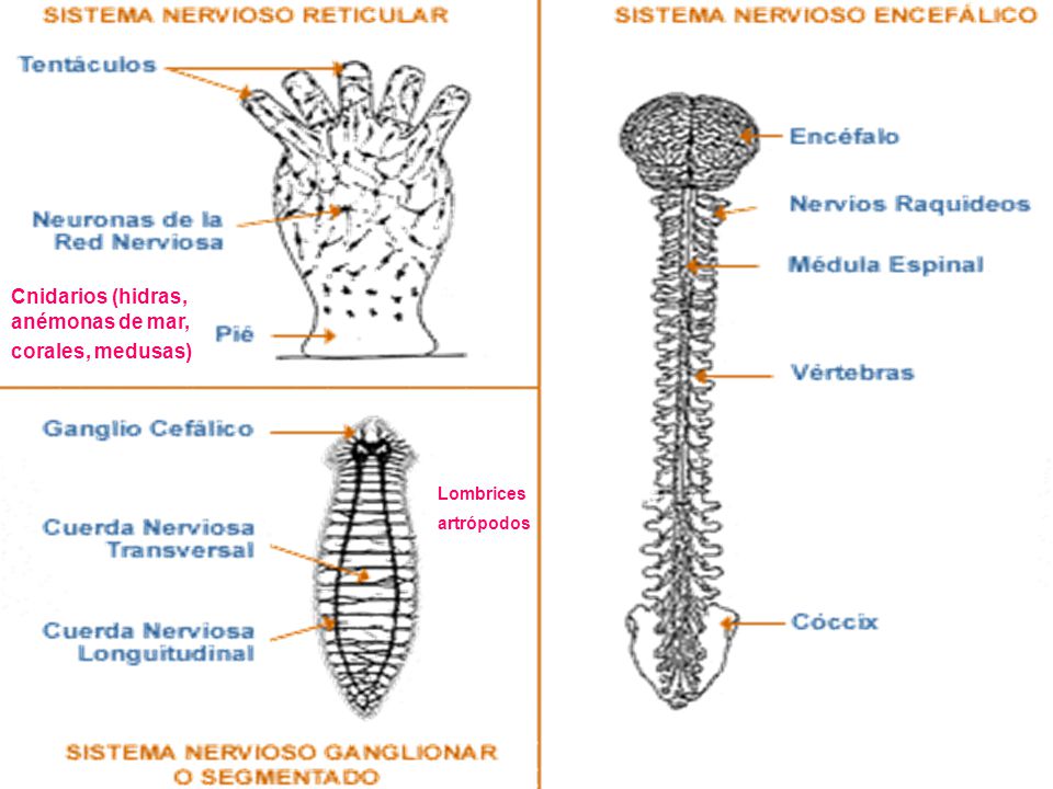 Cnidarios (hidras, anémonas de mar, corales, medusas)