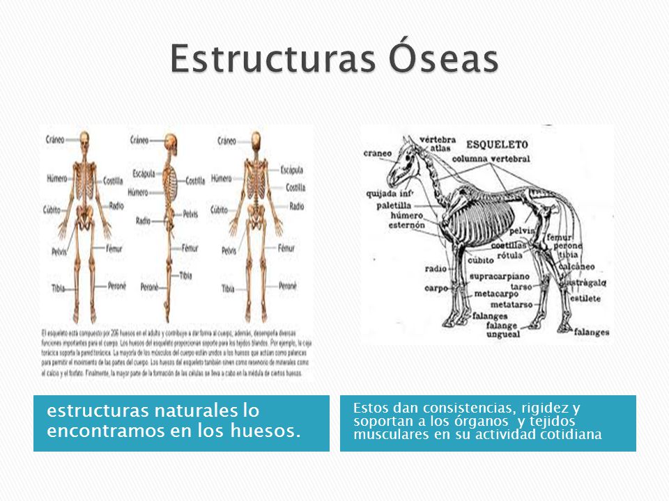 Estructuras Óseas estructuras naturales lo encontramos en los huesos.